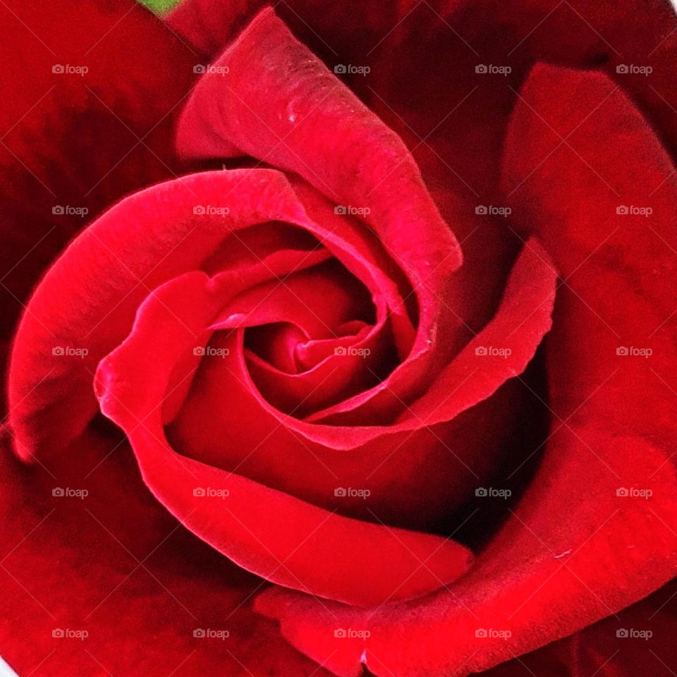 close up of a perfectly opened blood red rose