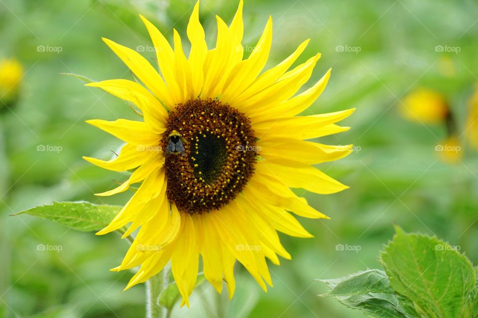 Brilliant Sunflowers 