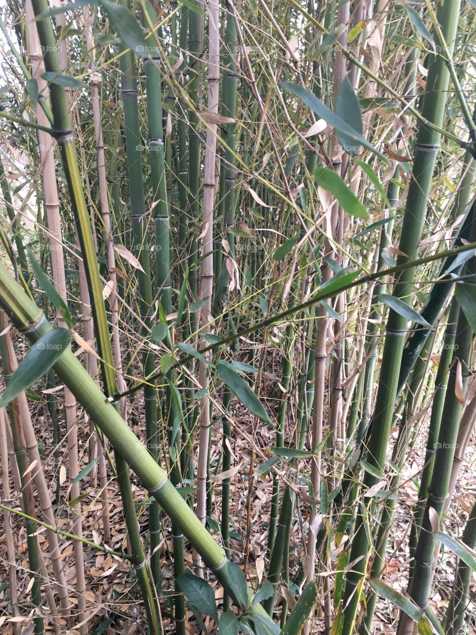 Bamboo, Nature, Flora, Leaf, Growth
