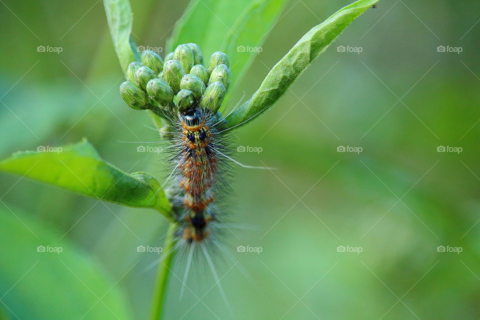 insect. eating plant 