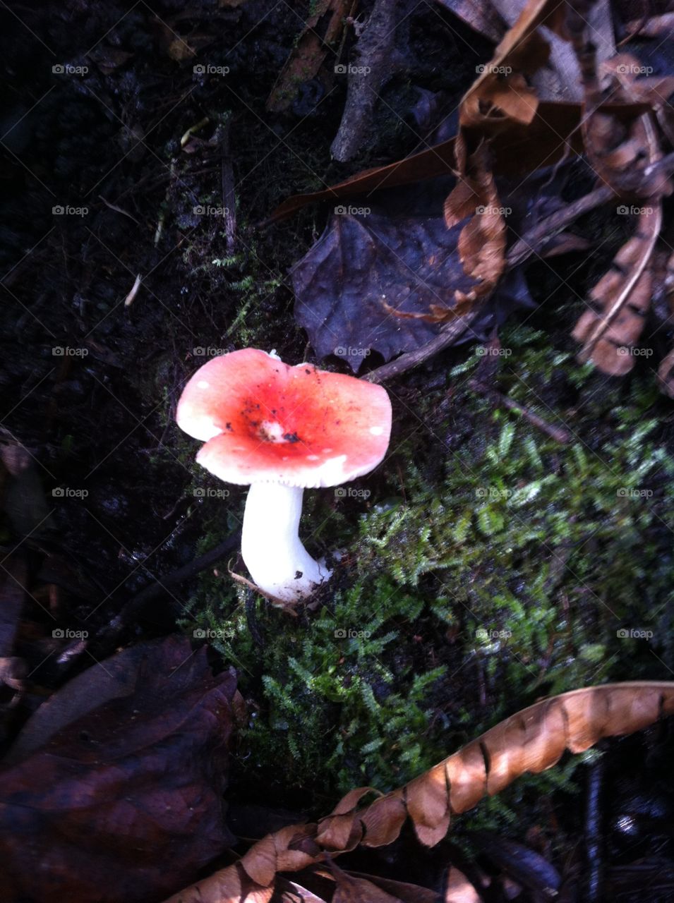 Small mushroom 