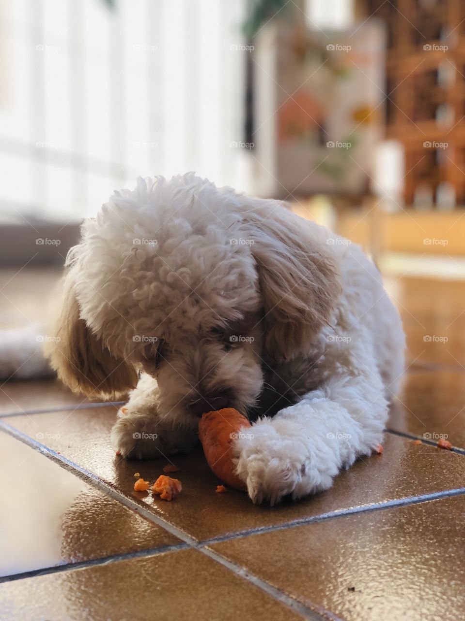 Maylla comendo cenoura 🐰