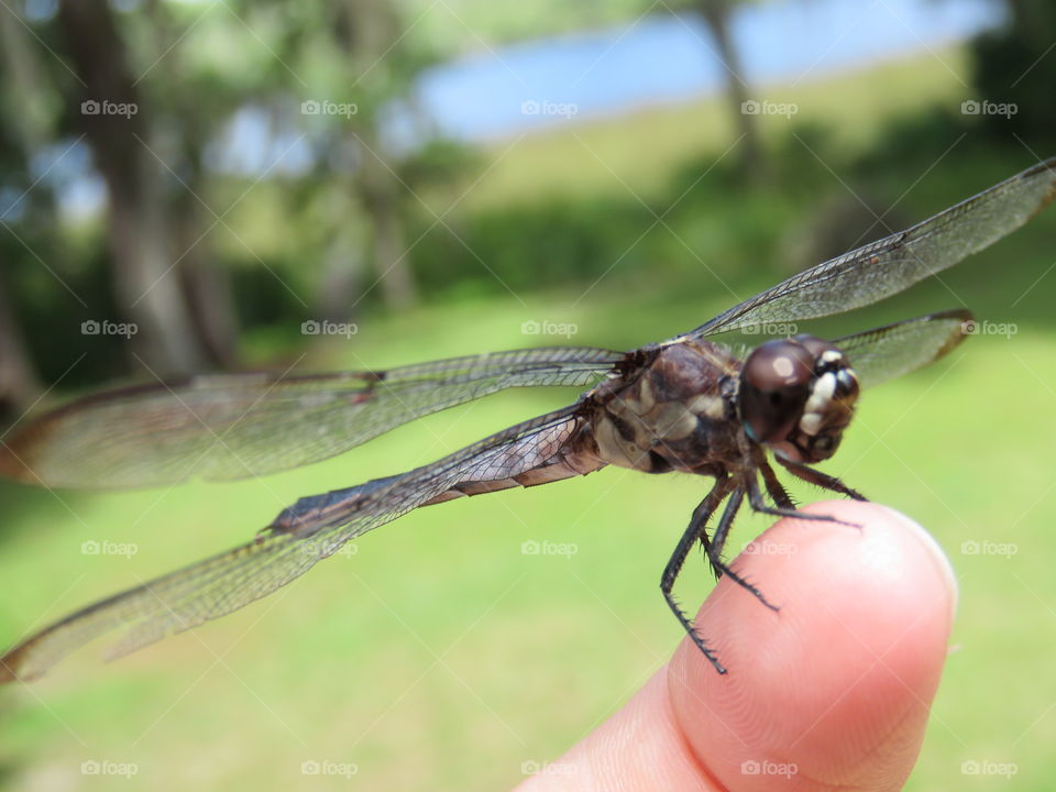 dragonfly