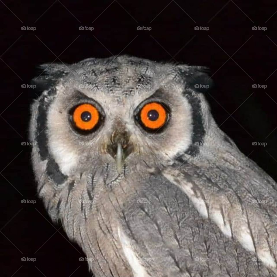 owl in night time