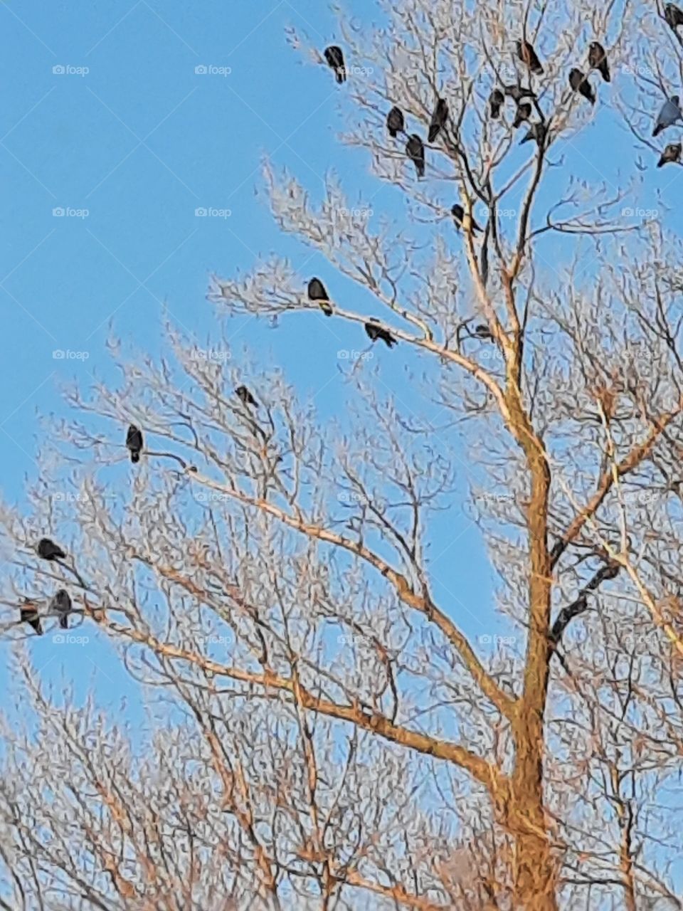 crows sitting on bare branches of a sunlit aspen tree