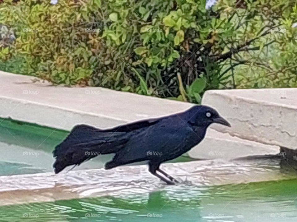 jamaican black bird