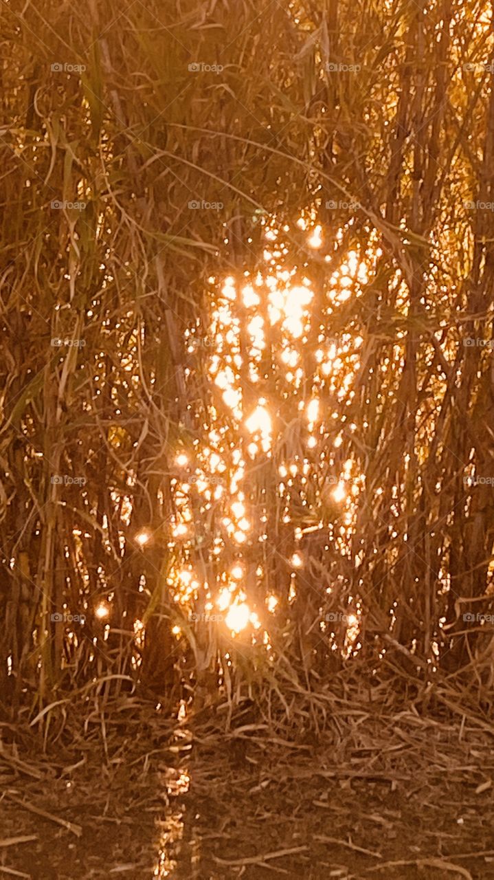 Dried Cat Tail Reeds on Lake Bed reflections of the Evening Sun. Reflections appear to Diamonds shining in Sunlight. 