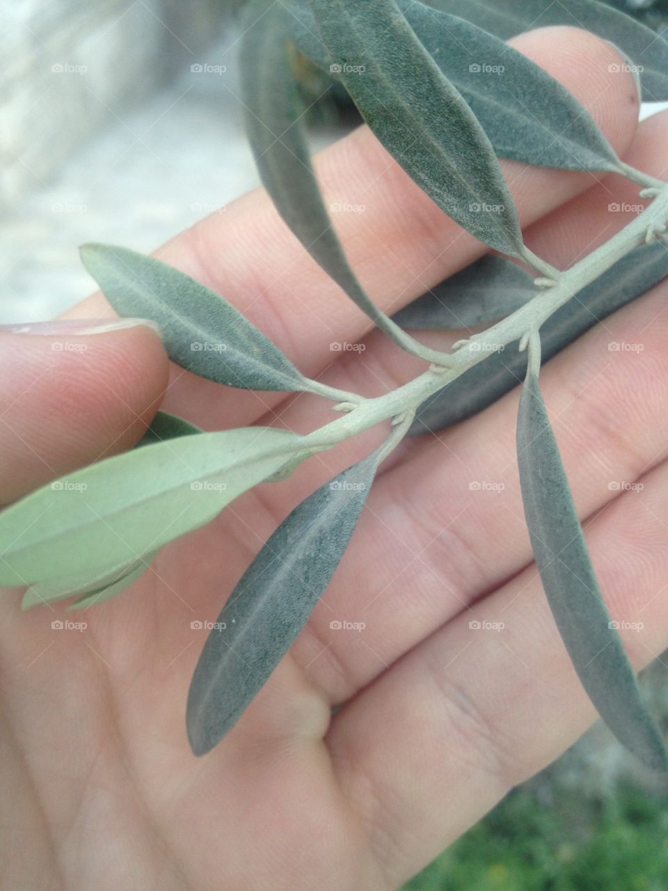 Olive leaf in hand