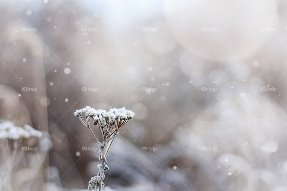 Snow covered plants. Hoarfrosted herbs