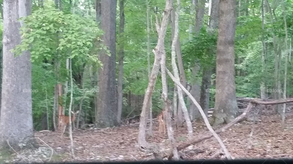 deer hiding in the woods