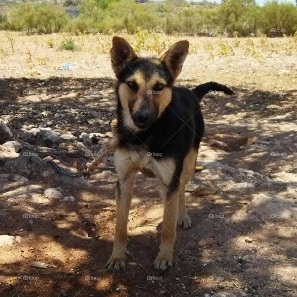 Beautiful dog looking at camera