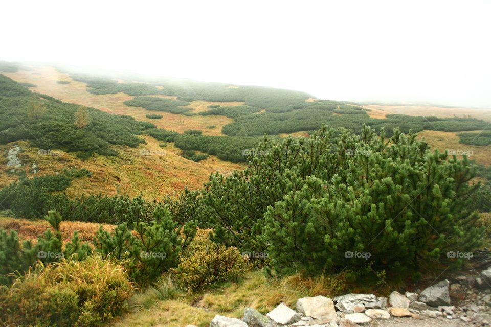 Mountain pines and hill in autumn