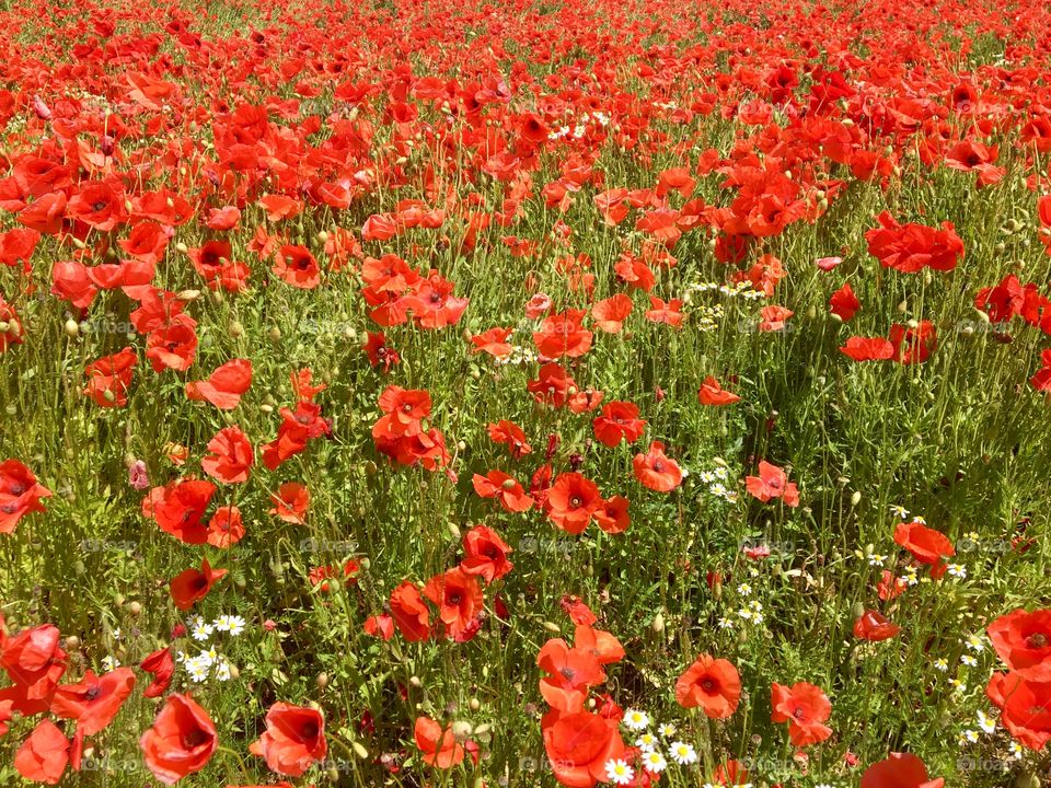 Poppies meadow 