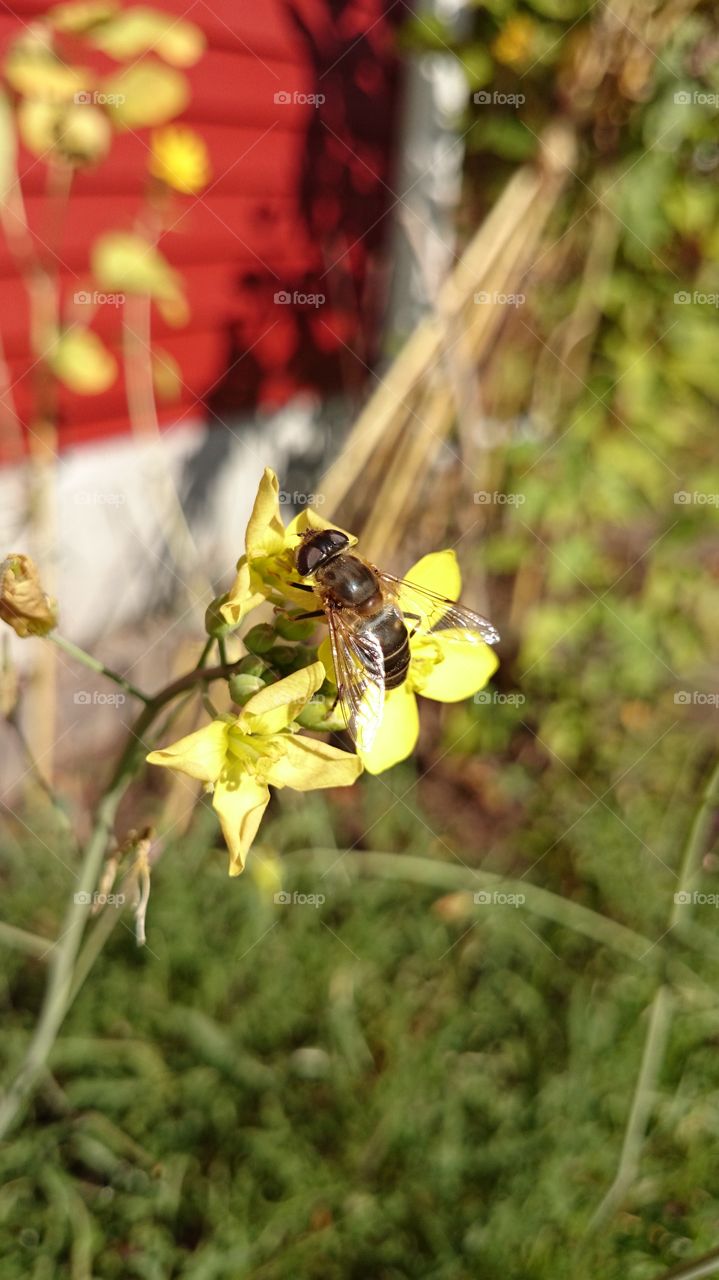 Bee on yellow flower