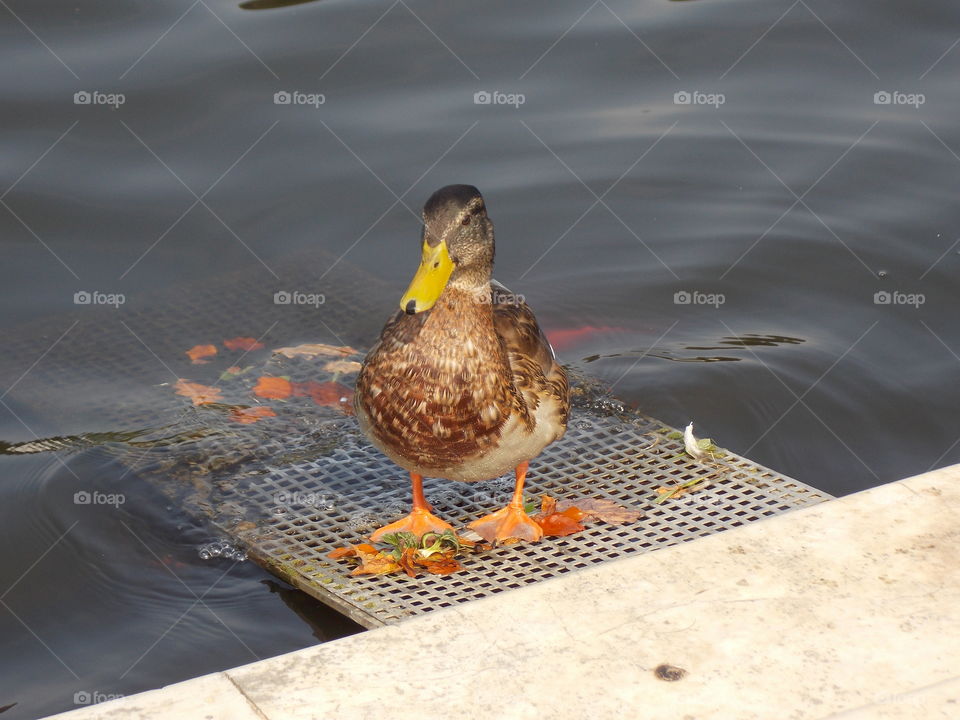 duck after swimm