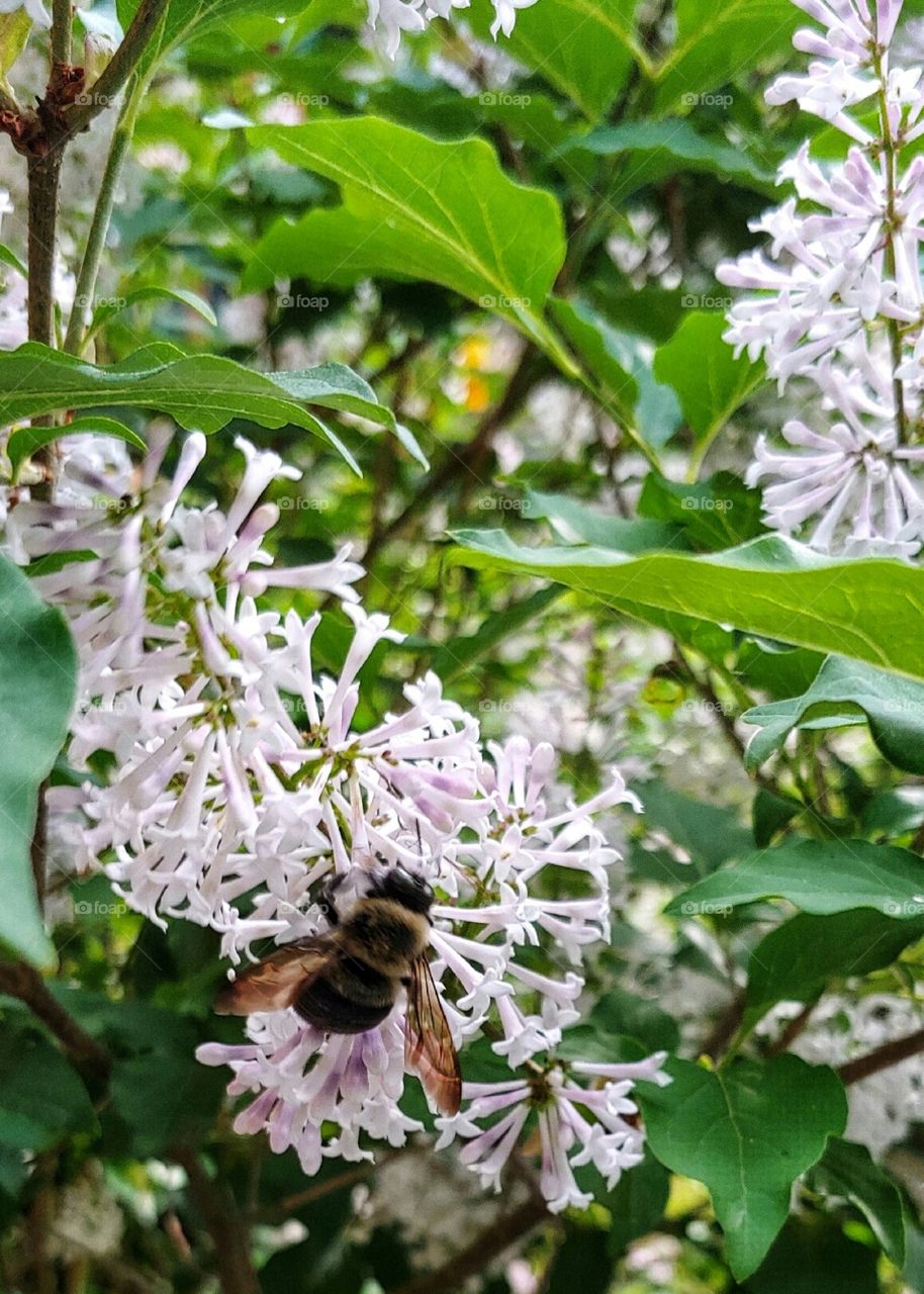 Queen Bee on a Lilac Bush!