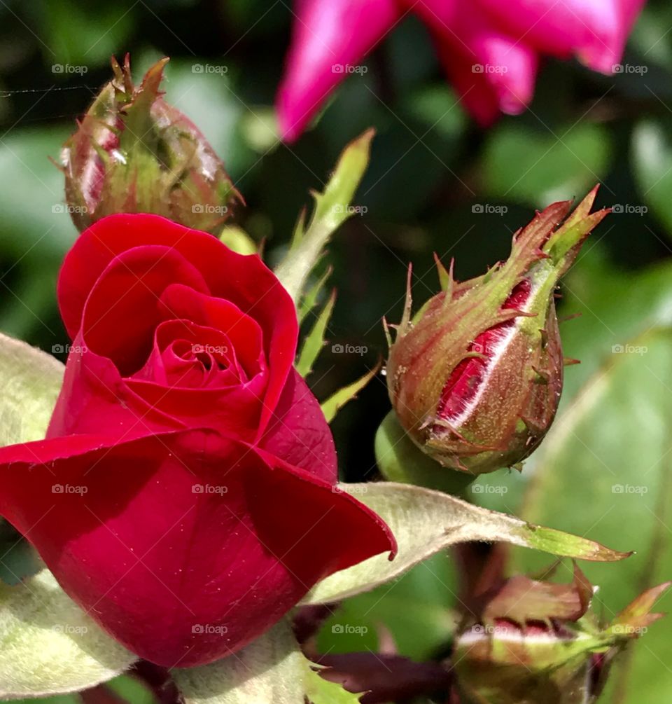 Luscious red rose bud