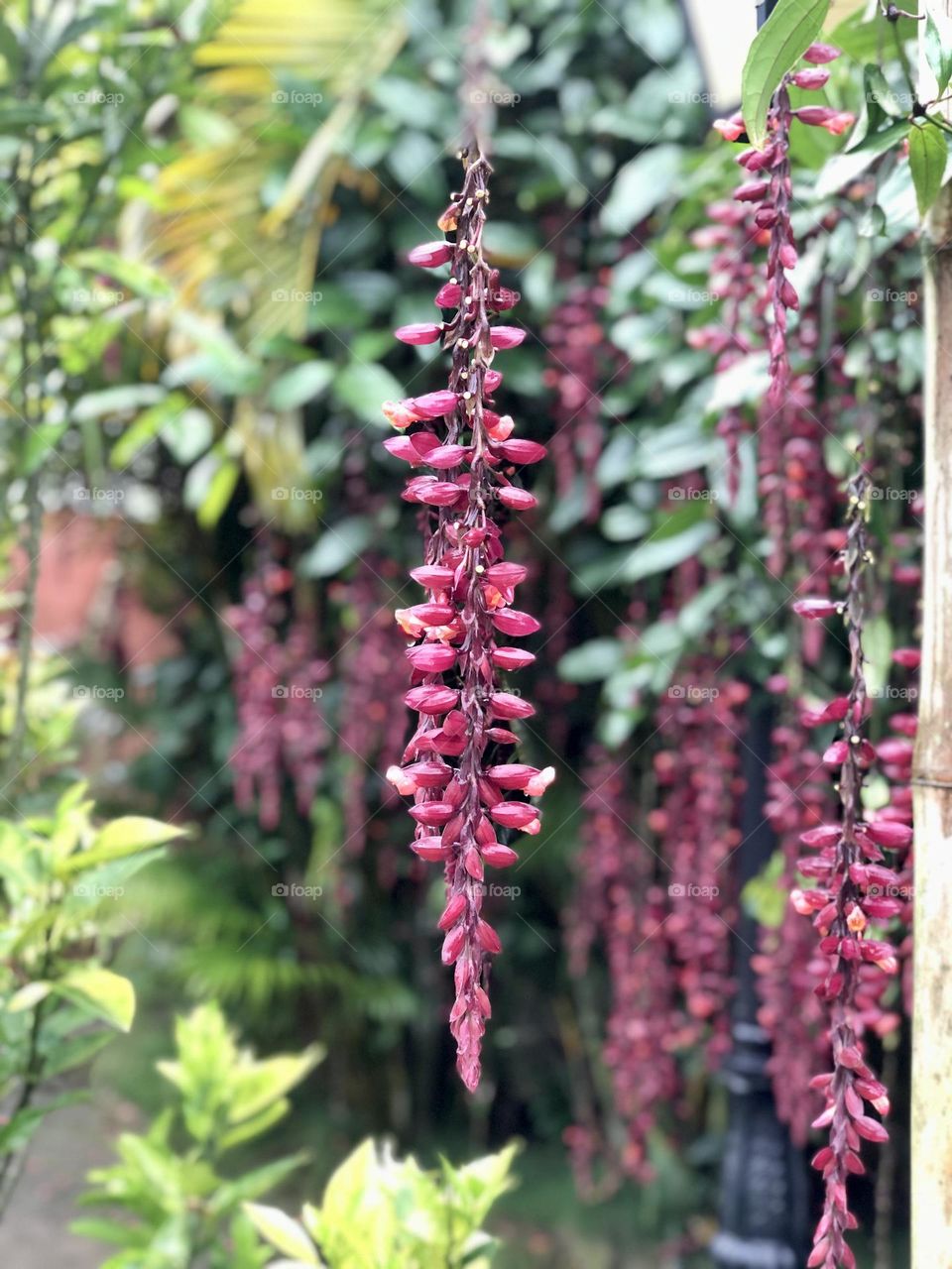 Hanging flowers 