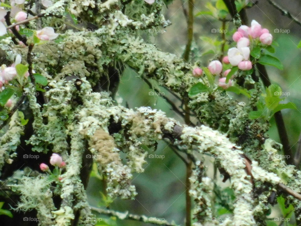 green tree