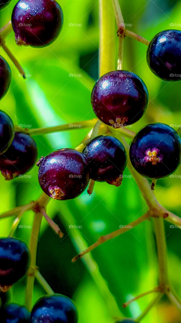 Berries