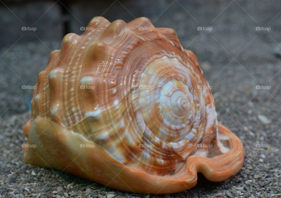 Sea shell on concrete