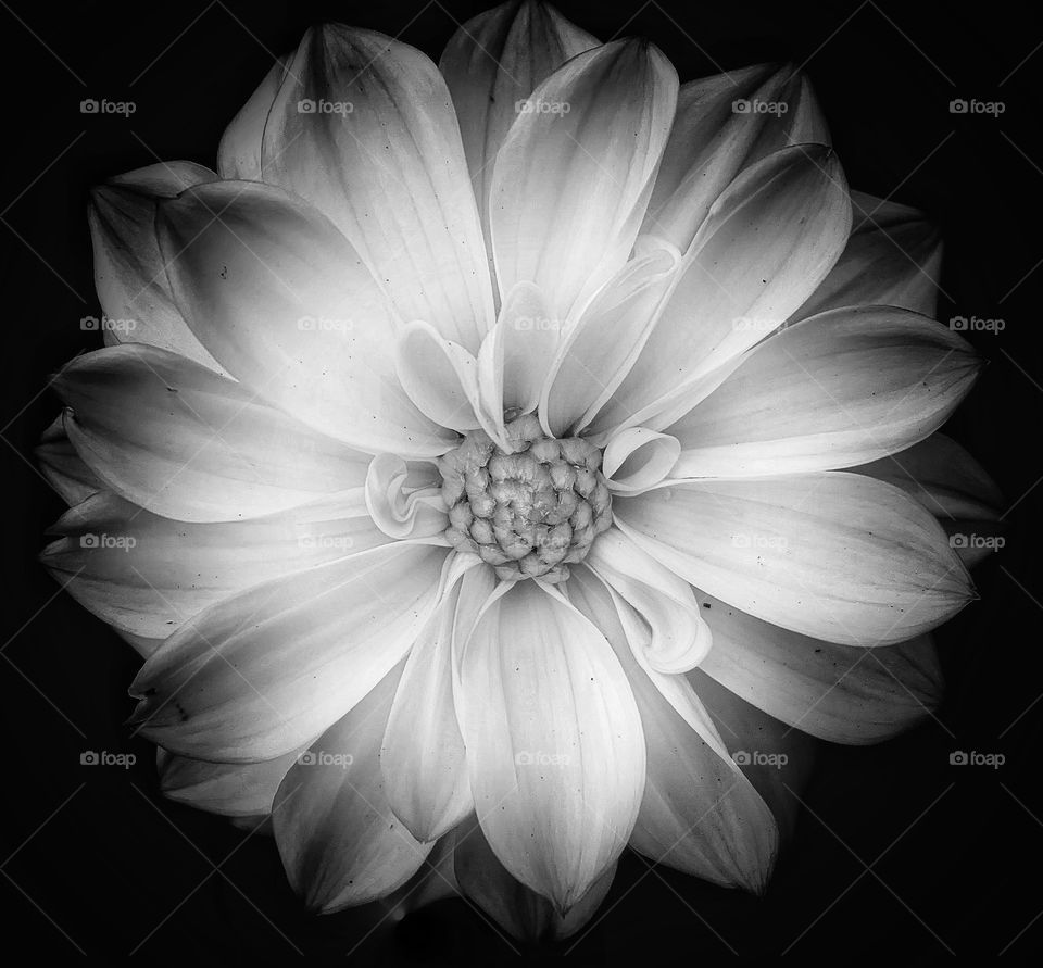 Black and White Flower 