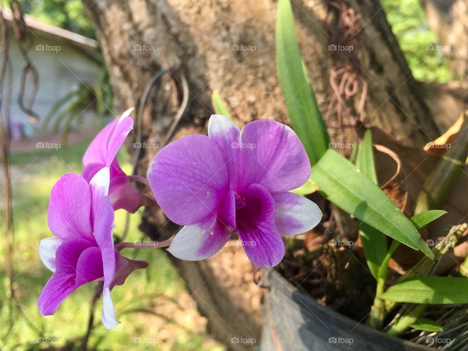 Orchid 