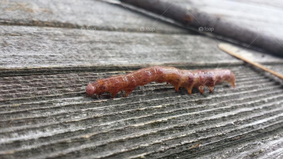 caterpillar . found this big guy in our backyard