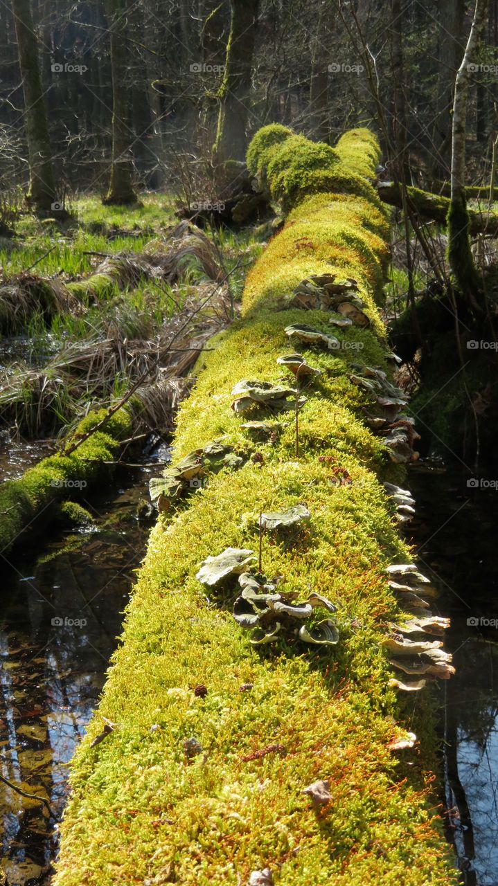 Swiss Forest Dägimoos 