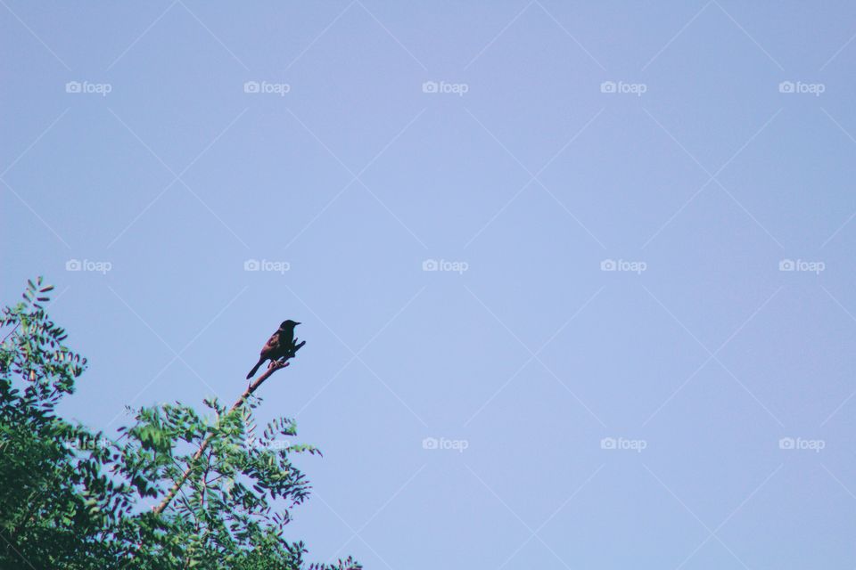 Minimalistic Snaps - bird on a leafless branch of a tree
