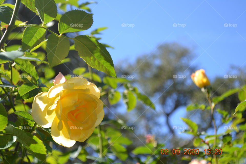 A yellow rose against green leaves and blue sky