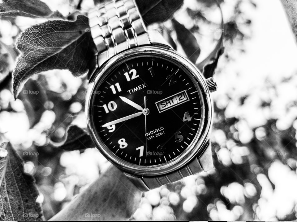 black and white watch in a tree