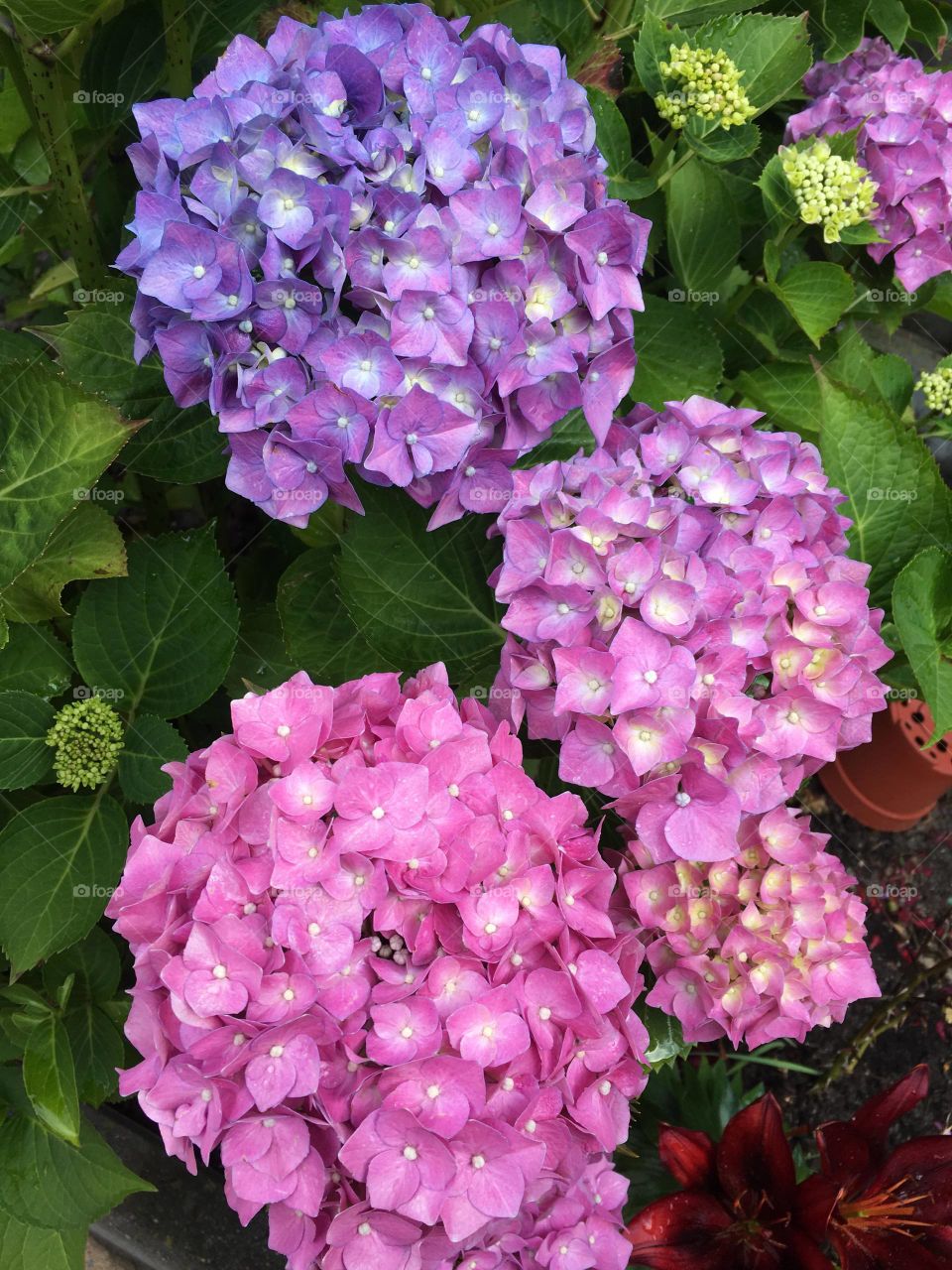Hydrangeas, so lovely.