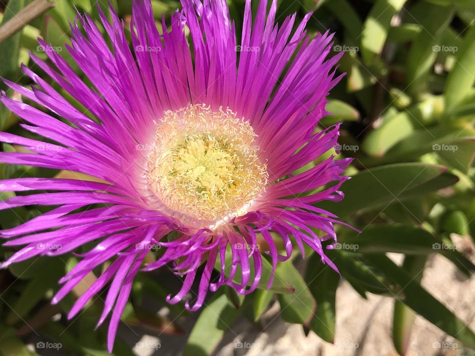 Beautiful purple flower in spring