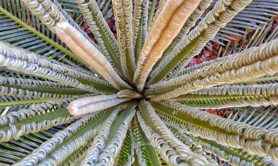 Planta interessante, diferente.