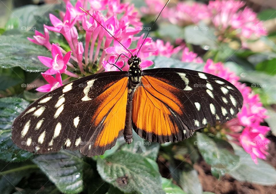 Orange butterfly seating on pink flower