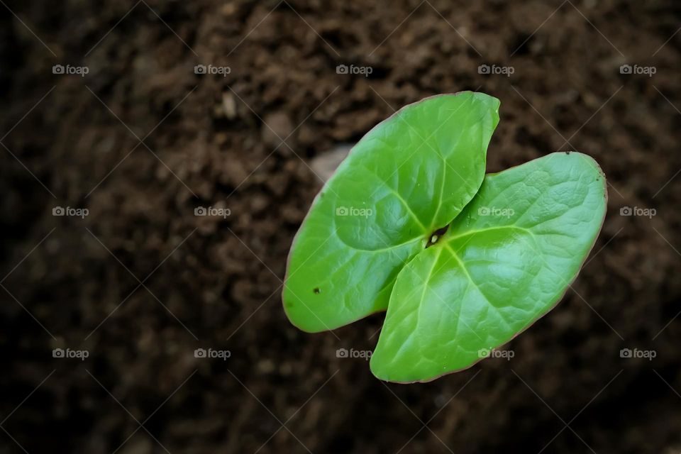 young plan star growing