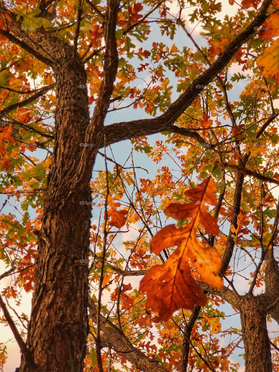 Orange Burr Oak Leaves of Fall Against A Blue Sky