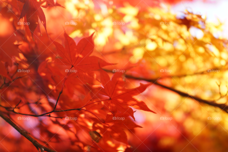 autumn japan red leaves kyoto by neohawk