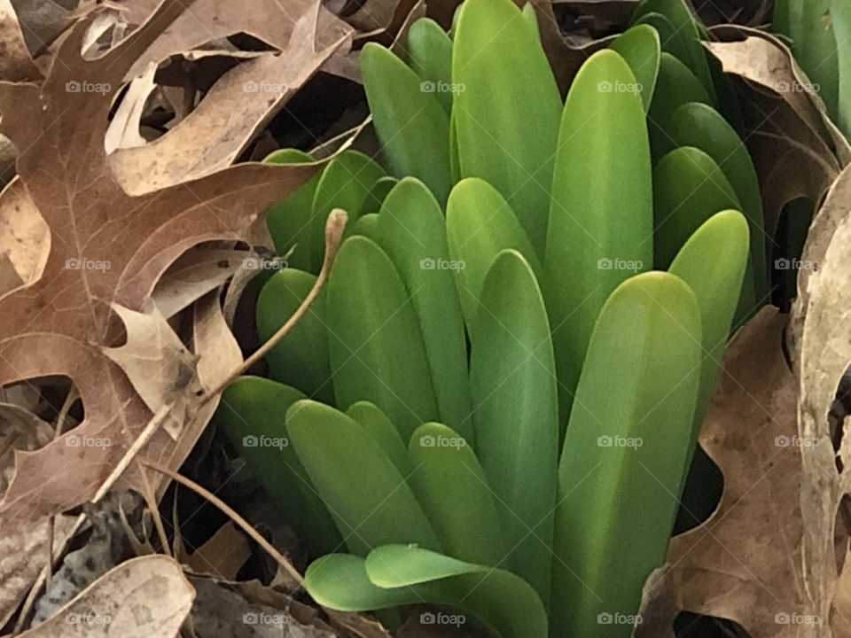 Plants emerging