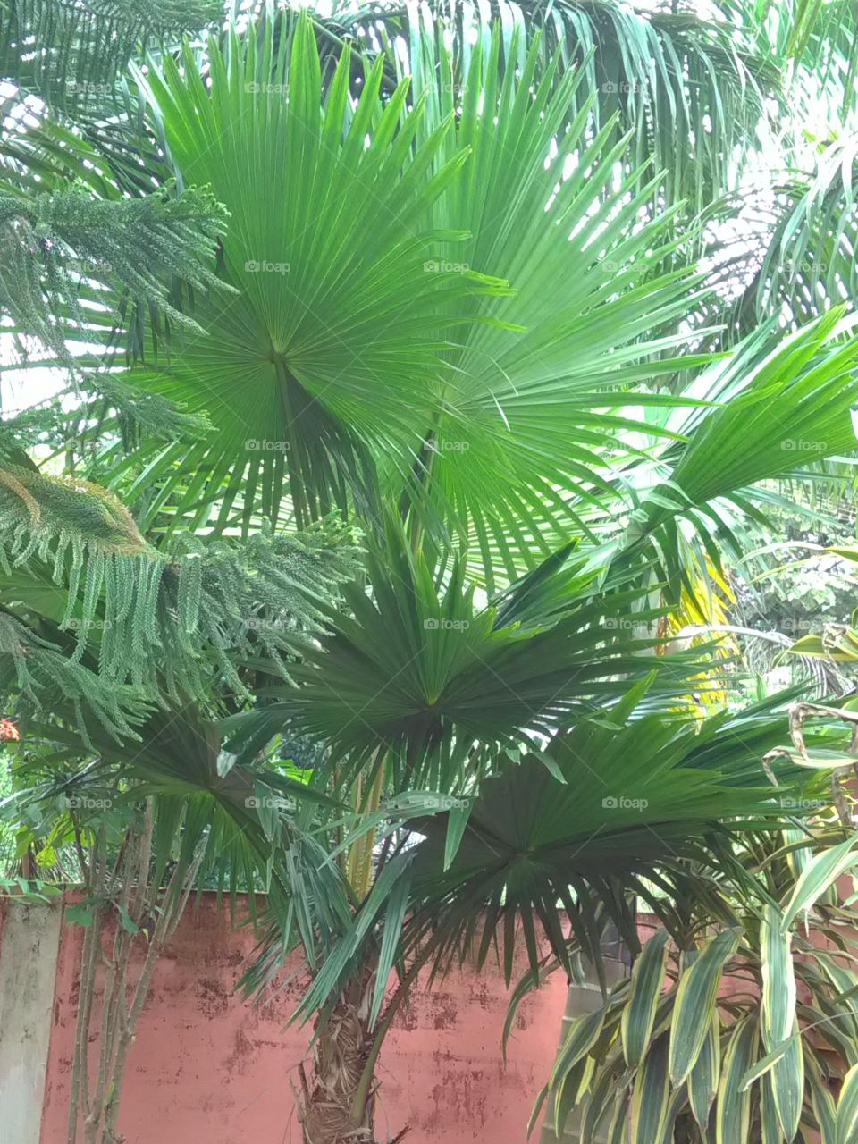 The Garden is the beginning of our daily routine, the Garden feels like it is the experience of Santa.