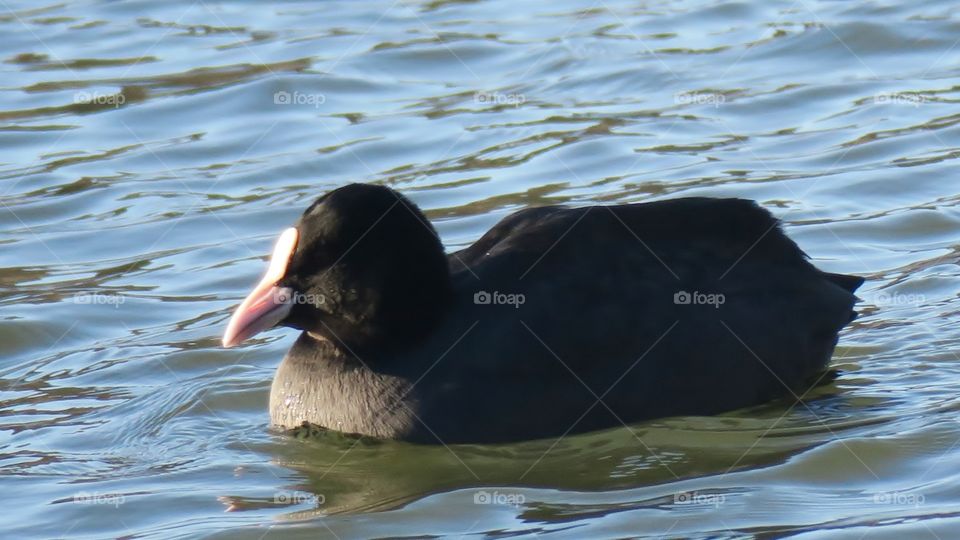 Black coot