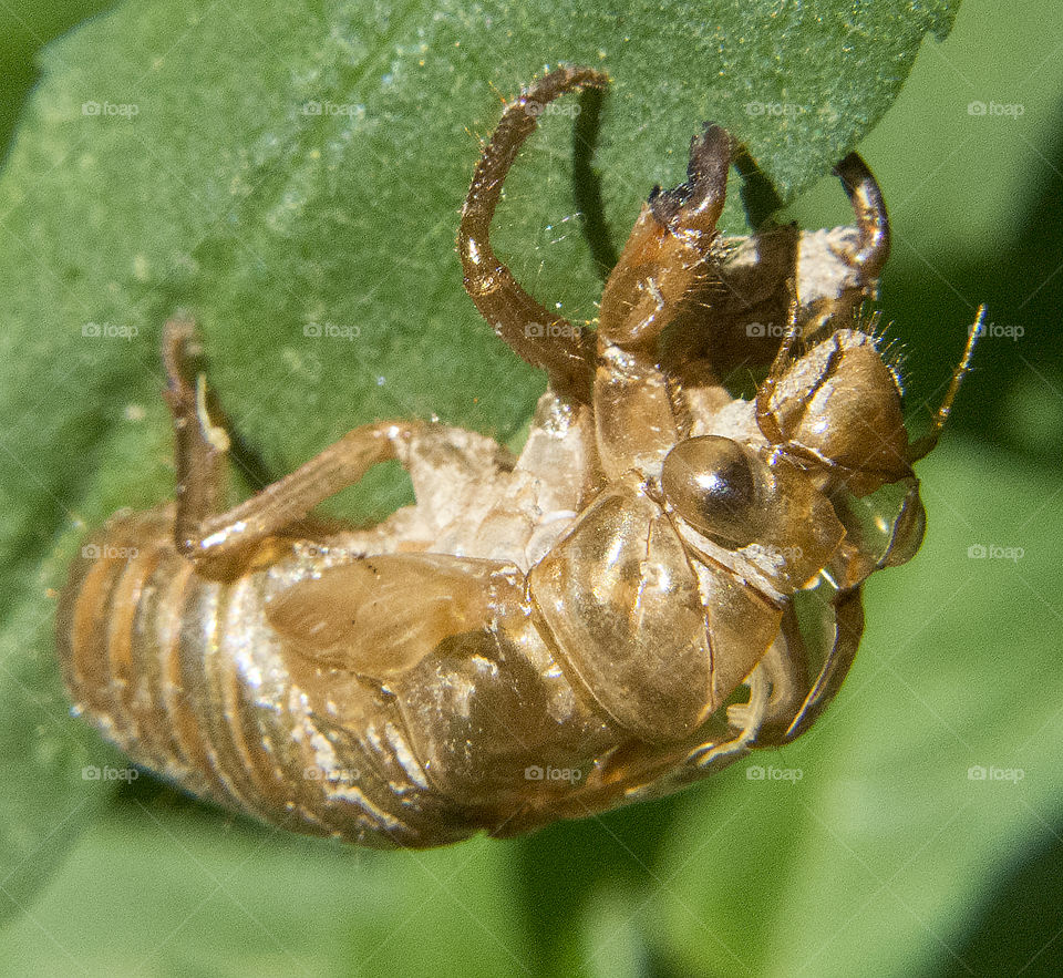 Shell from a seventeen year cicada on a leaf 