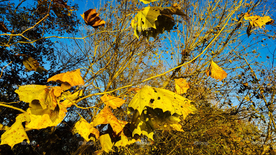 Fall, Leaf, Tree, Nature, Season