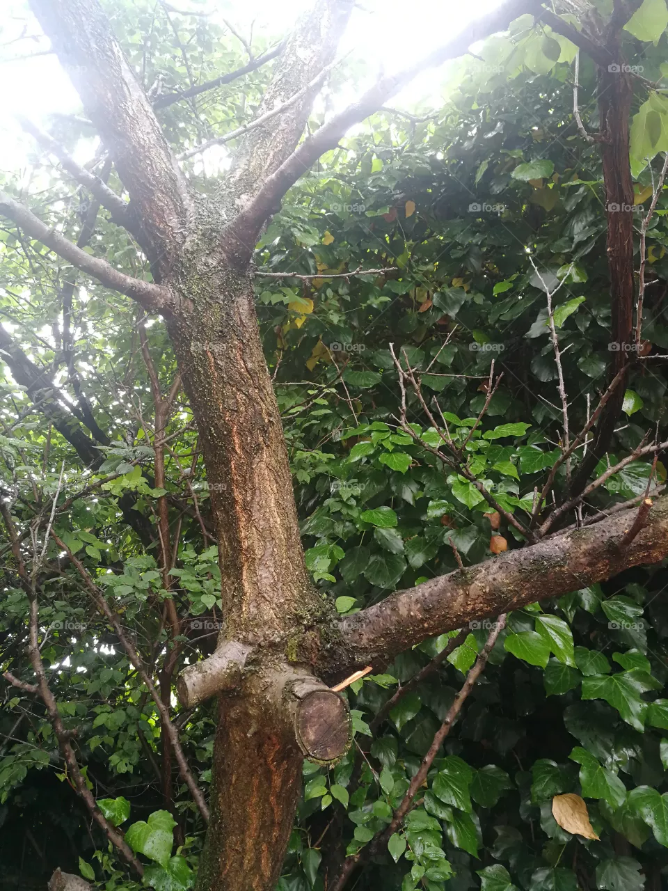 Trees