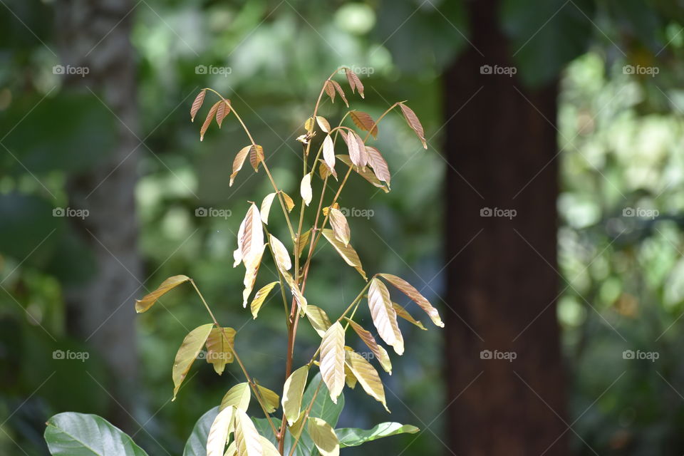 Tender leaves