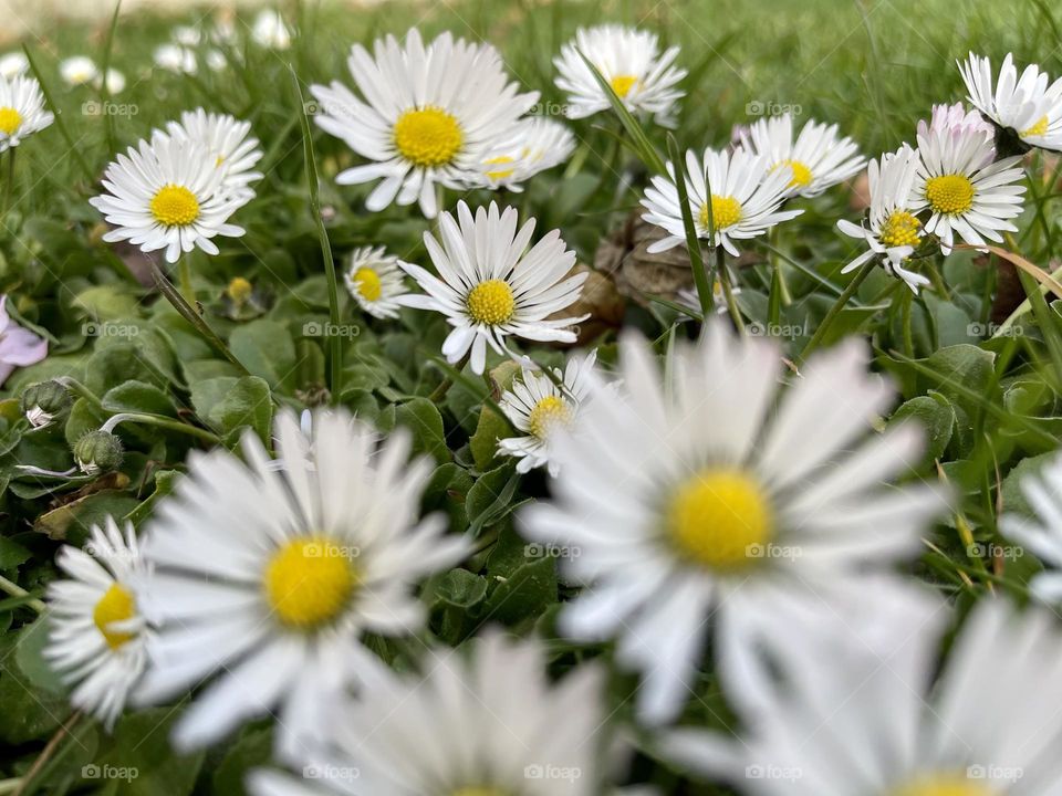 Spring daisies flowers and green grass close up, spring time, spring flowers, group of flowers 