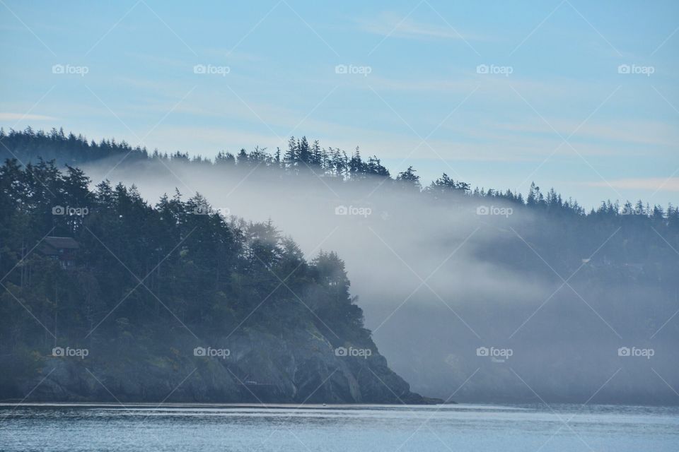 Fog on trees