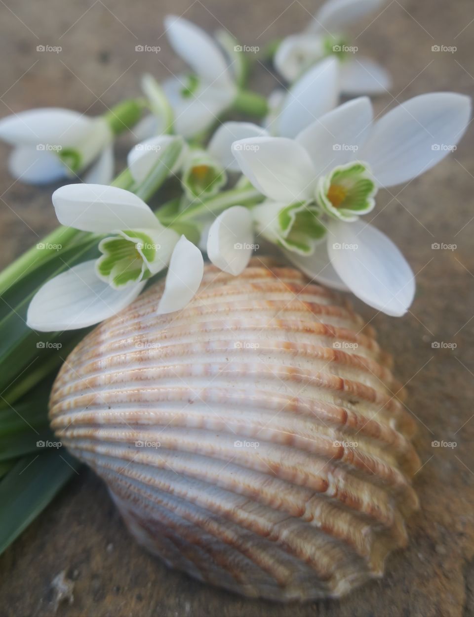 Seashell and snowdrops
