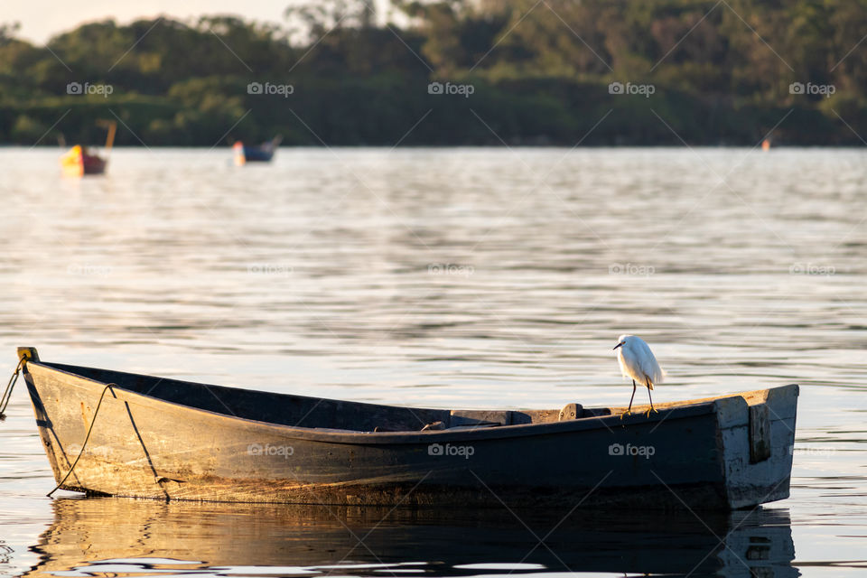 Heron, water bird resting on boat